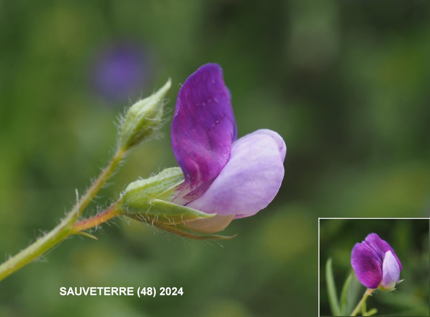 Vetchling, Hairy flower